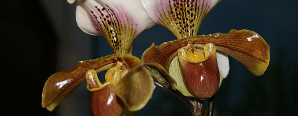 Le temps des orchidées